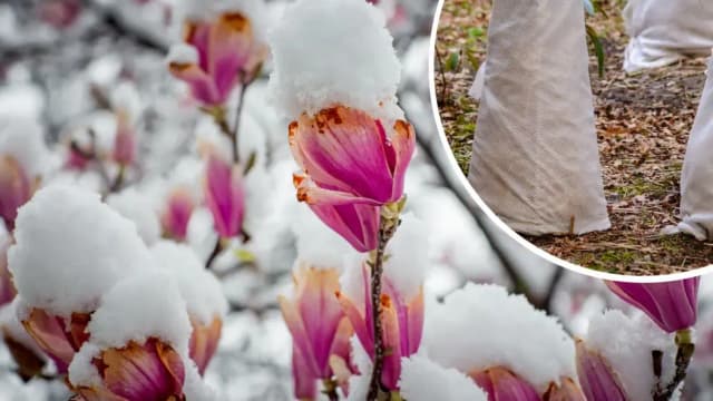 Kiedy odkryć magnolie, aby uniknąć ich uszkodzenia po zimie? Kiedy odkryć magnolie, aby uniknąć ich uszkodzenia po zimie?